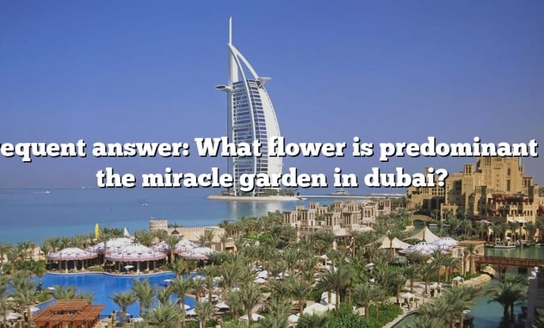 Frequent answer: What flower is predominant in the miracle garden in dubai?
