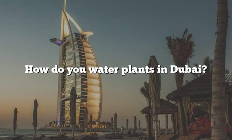 How do you water plants in Dubai?