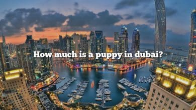 How much is a puppy in dubai?