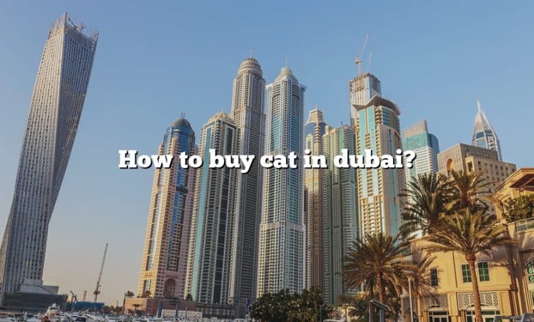 How to buy cat in dubai?