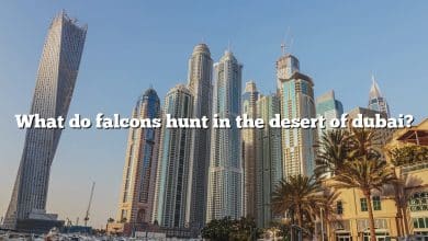 What do falcons hunt in the desert of dubai?