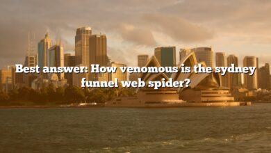 Best answer: How venomous is the sydney funnel web spider?