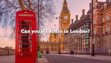 Can you kill foxes in London?