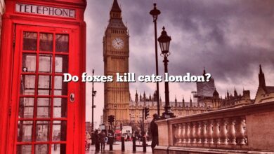 Do foxes kill cats london?