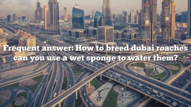 Frequent answer: How to breed dubai roaches can you use a wet sponge to water them?