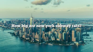 How big are new york subway rats?