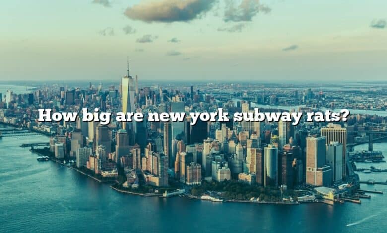 How big are new york subway rats?