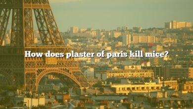 How does plaster of paris kill mice?