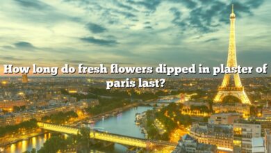 How long do fresh flowers dipped in plaster of paris last?