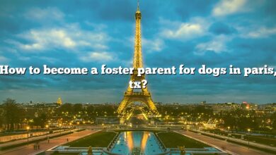 How to become a foster parent for dogs in paris, tx?