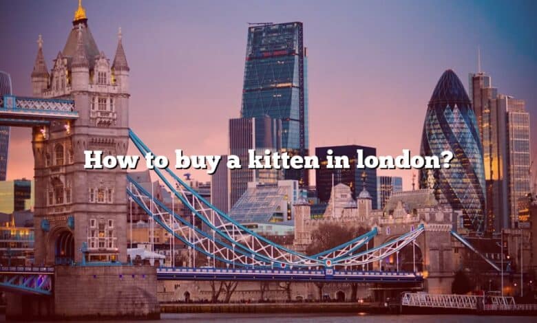 How to buy a kitten in london?