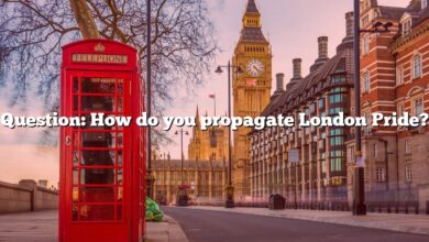 Question: How do you propagate London Pride?