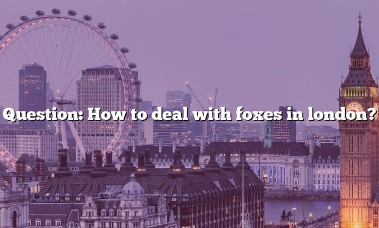 Question: How to deal with foxes in london?