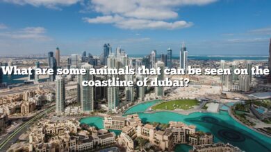 What are some animals that can be seen on the coastline of dubai?