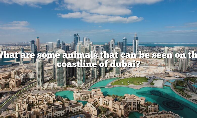 What are some animals that can be seen on the coastline of dubai?
