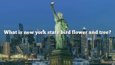 What is new york state bird flower and tree?