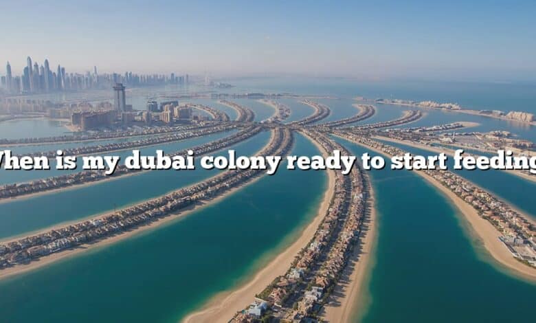 When is my dubai colony ready to start feeding?