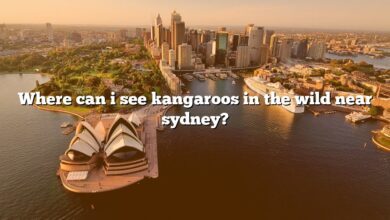 Where can i see kangaroos in the wild near sydney?