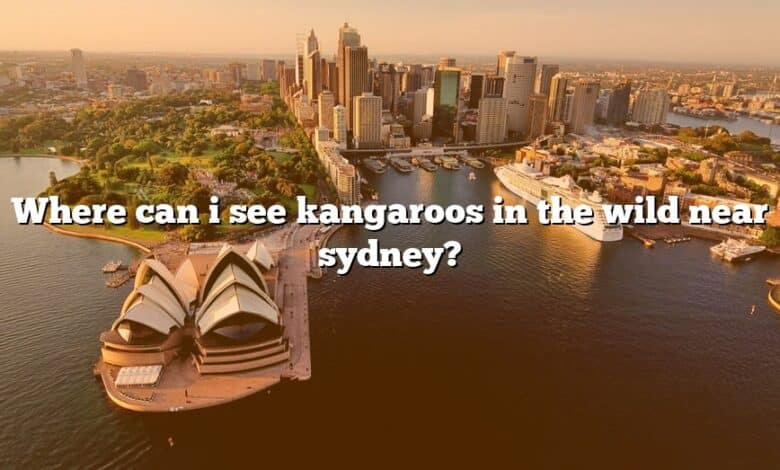 Where can i see kangaroos in the wild near sydney?
