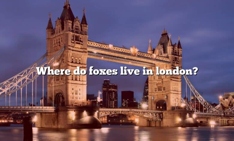 Where do foxes live in london?