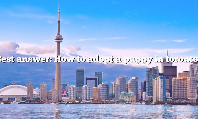 Best answer: How to adopt a puppy in toronto?
