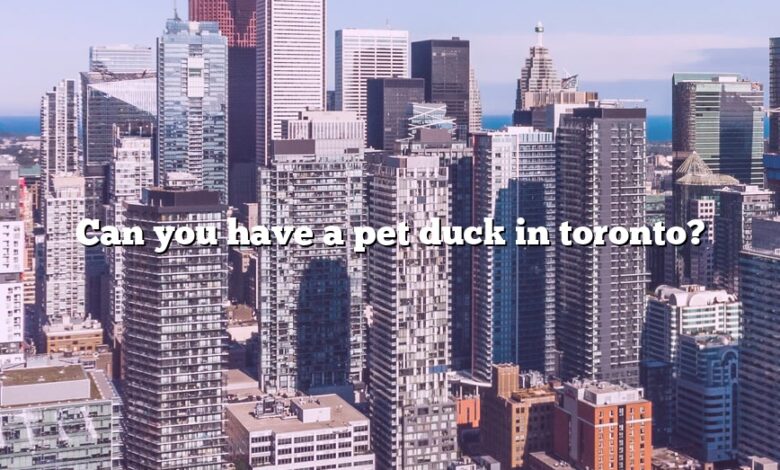 Can you have a pet duck in toronto?