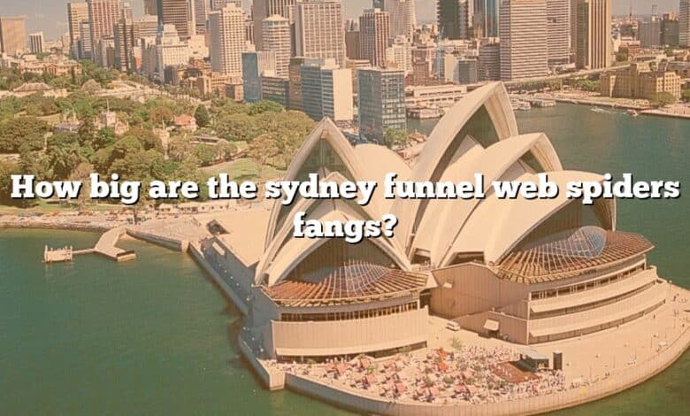 How big are the sydney funnel web spiders fangs?
