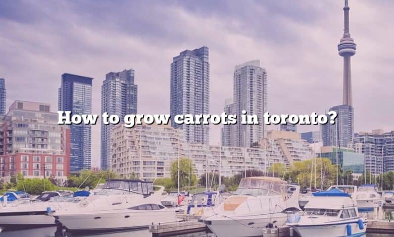 How to grow carrots in toronto?