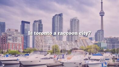 Is toronto a raccoon city?