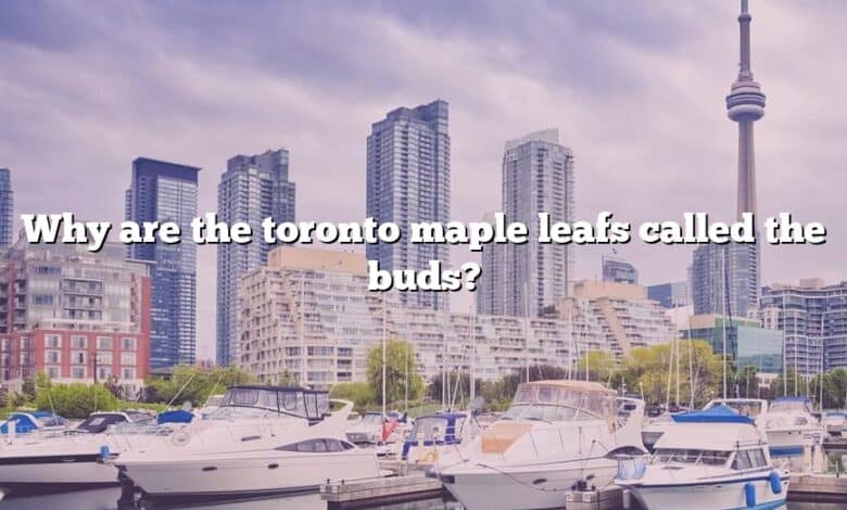 Why are the toronto maple leafs called the buds?